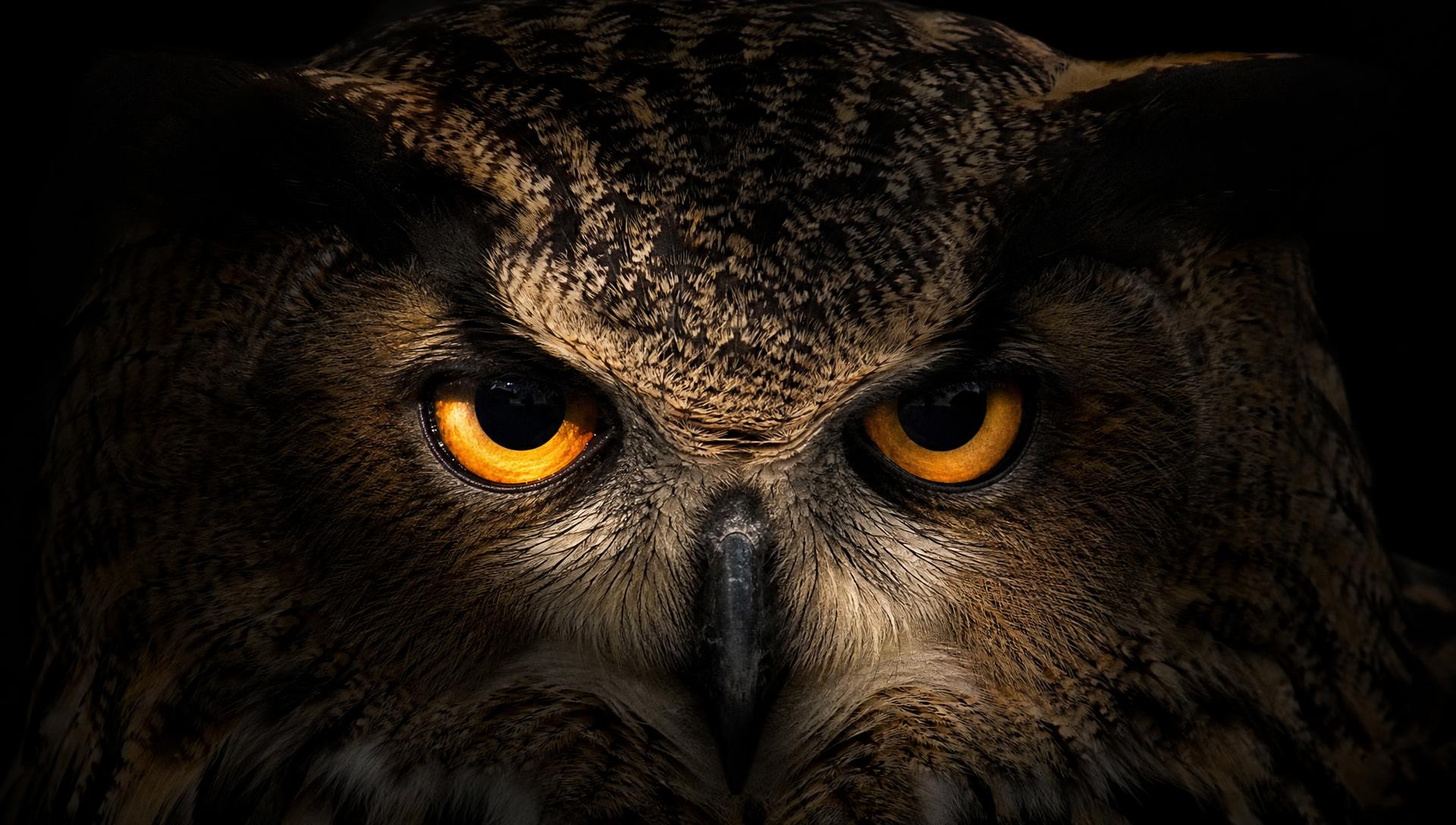 The eyes of the owl in darkness